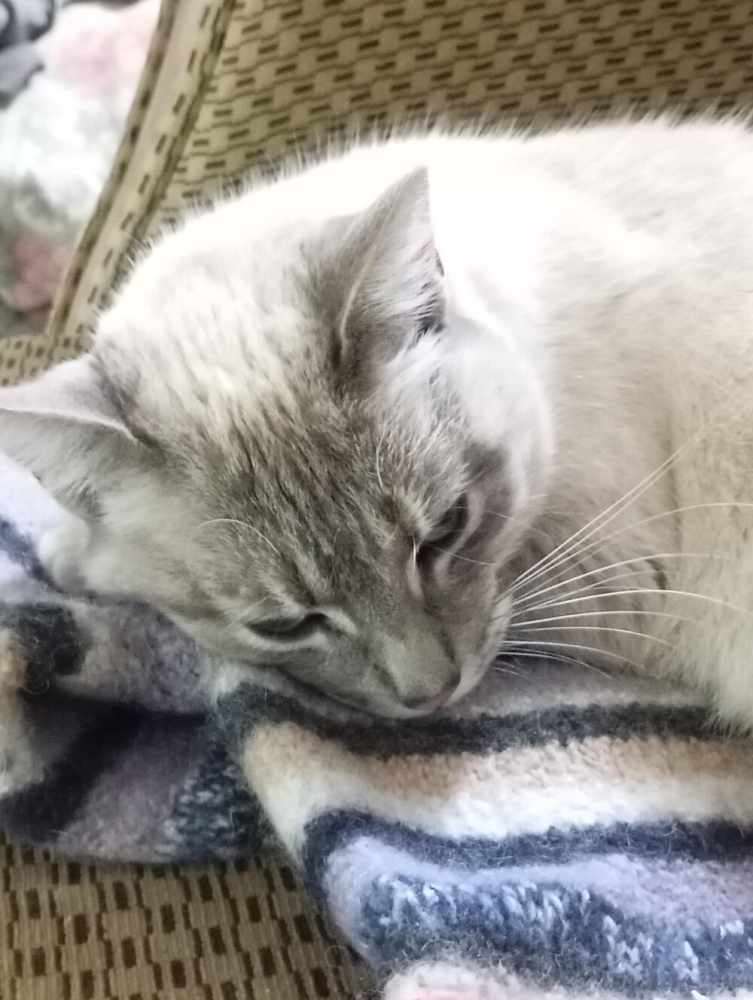 
        20&nbsp;пушистых примеров наполнения нашей жизни глубоким смыслом    