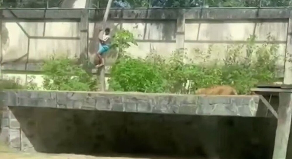 
        Львица напала на&nbsp;парня, залезшего к&nbsp;ней&nbsp;в&nbsp;вольер    