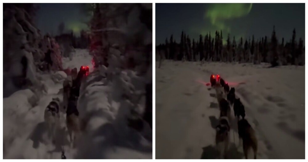 Ночная поездка в собачьей упряжке
Ночная поездка в собачьей упряжке