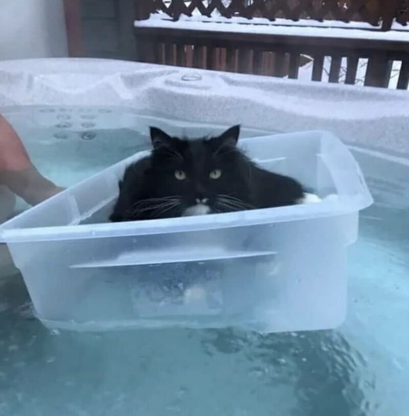 
        20&nbsp;примеров из&nbsp;жизни пушистых в&nbsp;стиле котакшери-лакшери    