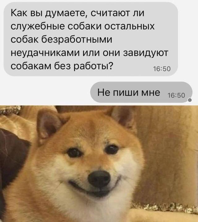 Хорошие мемы с хорошими хвостатыми мальчиками