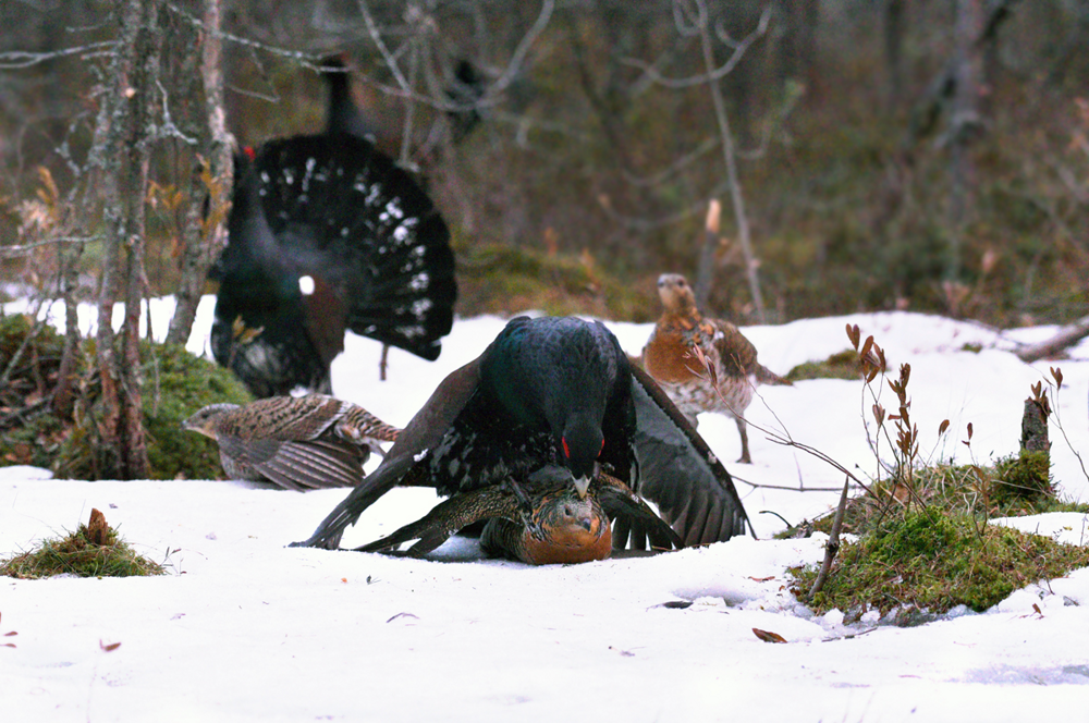 
        В&nbsp;лесной местности, без&nbsp;видимых причин, глухарь напал на&nbsp;семью    