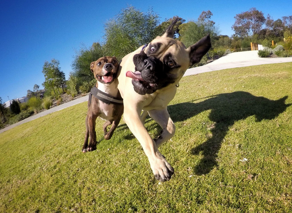 
        &laquo;Зуми-психоз&raquo;: вот&nbsp;что&nbsp;будет, если долго не&nbsp;обращать внимания на&nbsp;питомца    