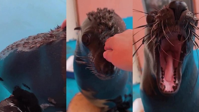 Мужчина погладил морского льва против шерсти
Мужчина погладил морского льва против шерсти