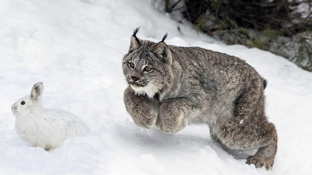 
        Канадская рысь    