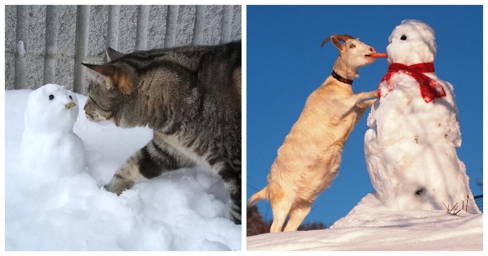 
        25&nbsp;примеров трогательного знакомства домашних питомцев с&nbsp;милыми снеговиками и&nbsp;собственными снежными копиями    