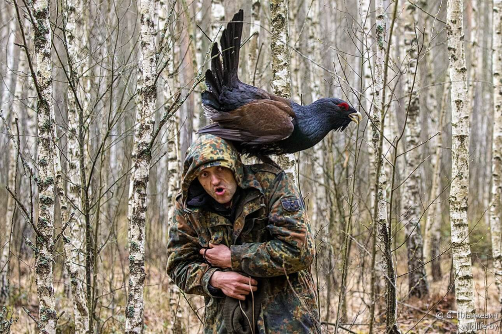 
        В&nbsp;лесной местности, без&nbsp;видимых причин, глухарь напал на&nbsp;семью    