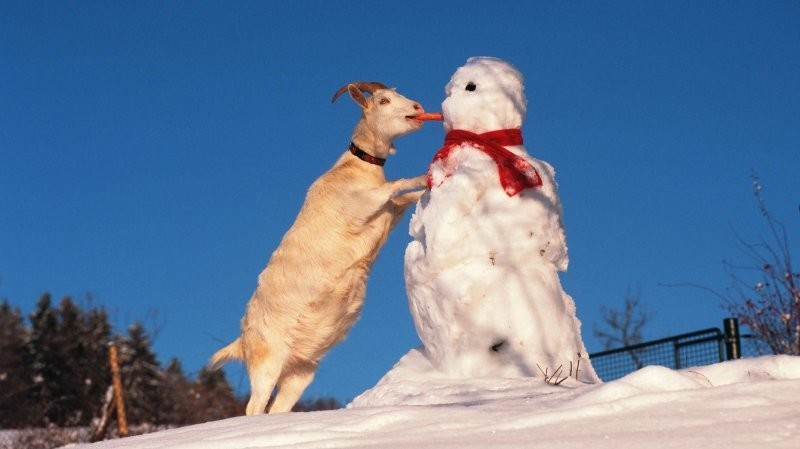 
        25&nbsp;примеров трогательного знакомства домашних питомцев с&nbsp;милыми снеговиками и&nbsp;собственными снежными копиями    