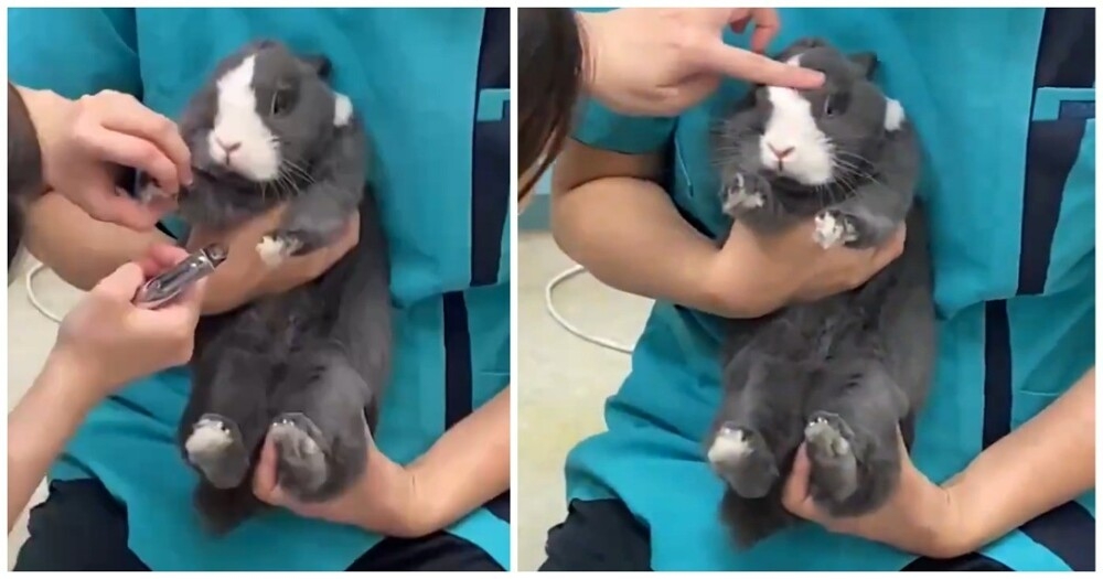 
        Кролик стрессует на&nbsp;приеме у&nbsp;ветеринара    