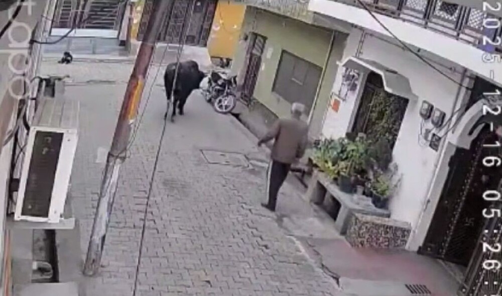 Дед напал на быка и был наказан
Дед напал на быка и был наказан