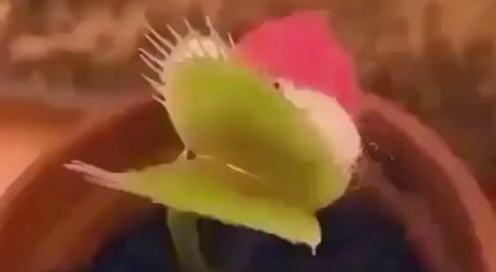 
        Наряжаем мухоловку к&nbsp;Новому году    