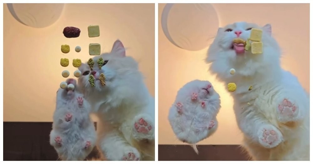 Хомяк обошёл кошку в «гонке» за лакомствами
Хомяк обошёл кошку в «гонке» за лакомствами