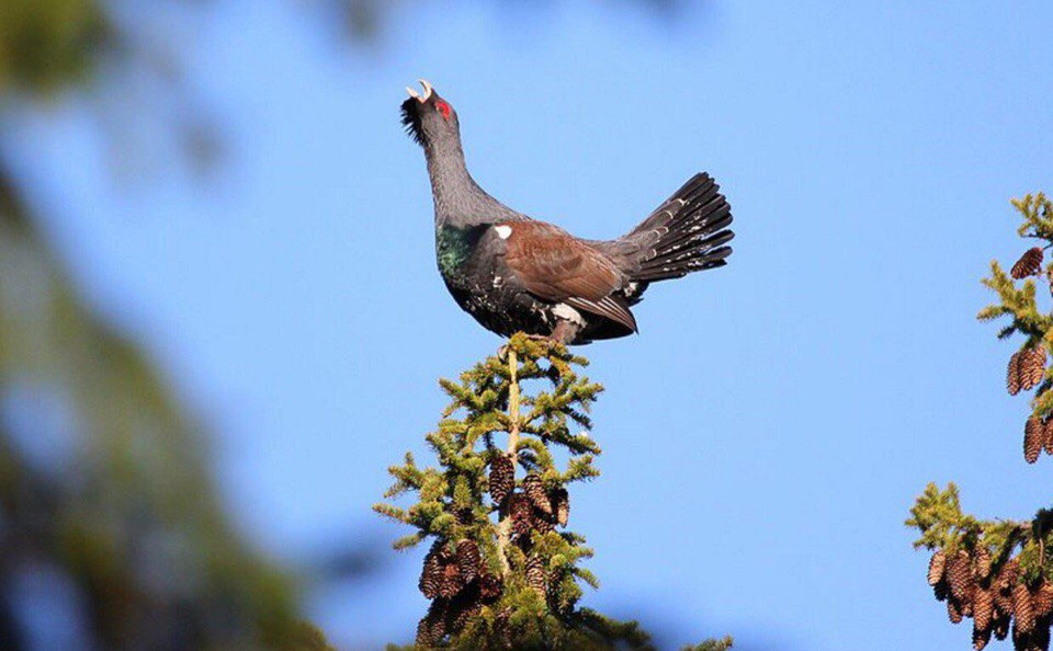 
        В&nbsp;лесной местности, без&nbsp;видимых причин, глухарь напал на&nbsp;семью    