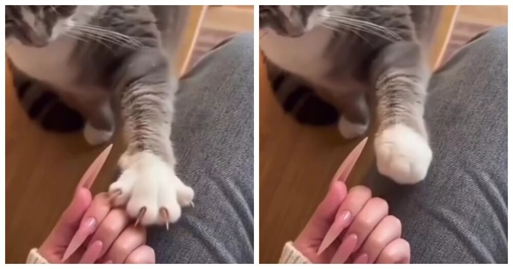 
        Кошка пытается научить хозяйку правильно прятать когти    