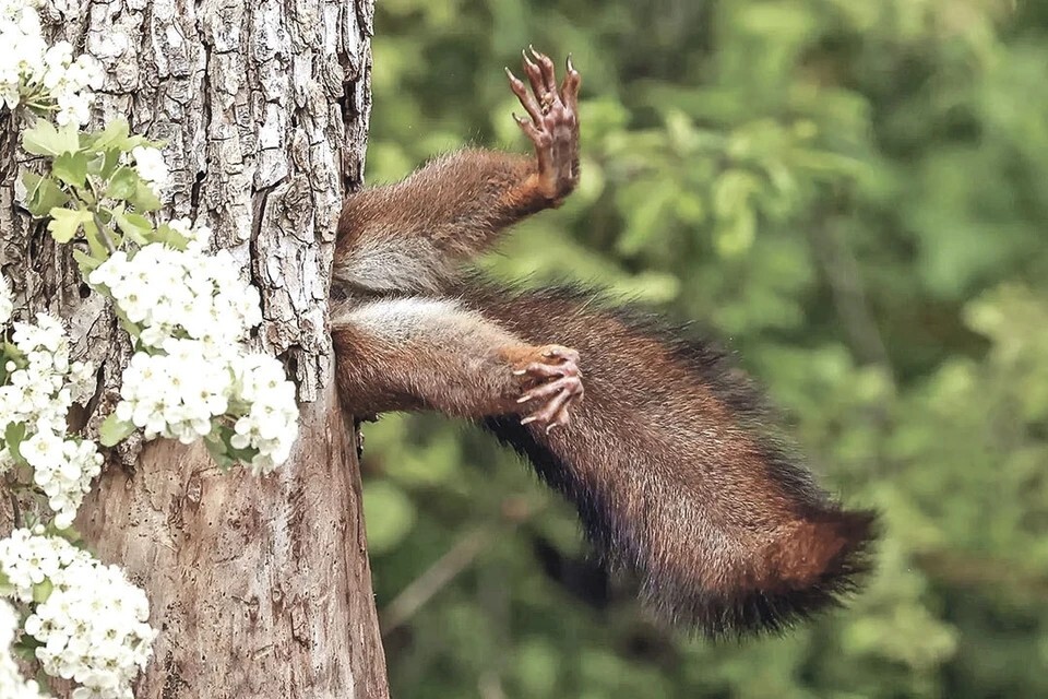 
        Забавные животные. ч.2    