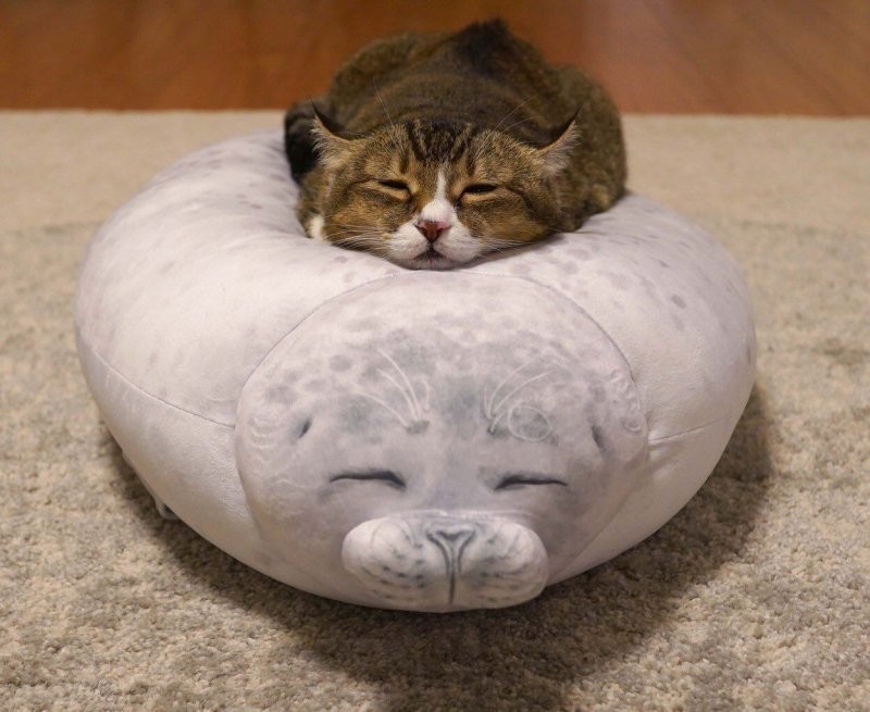 
        20&nbsp;проверенных приёмов кототерапии, которые избавят от&nbsp;стресса и&nbsp;подарят заряд энергии    