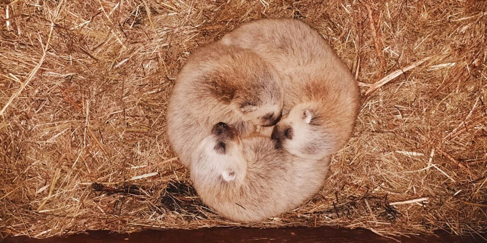 
        Росомаха: валит оленей и&nbsp;загоняет медведя на&nbsp;дерево    