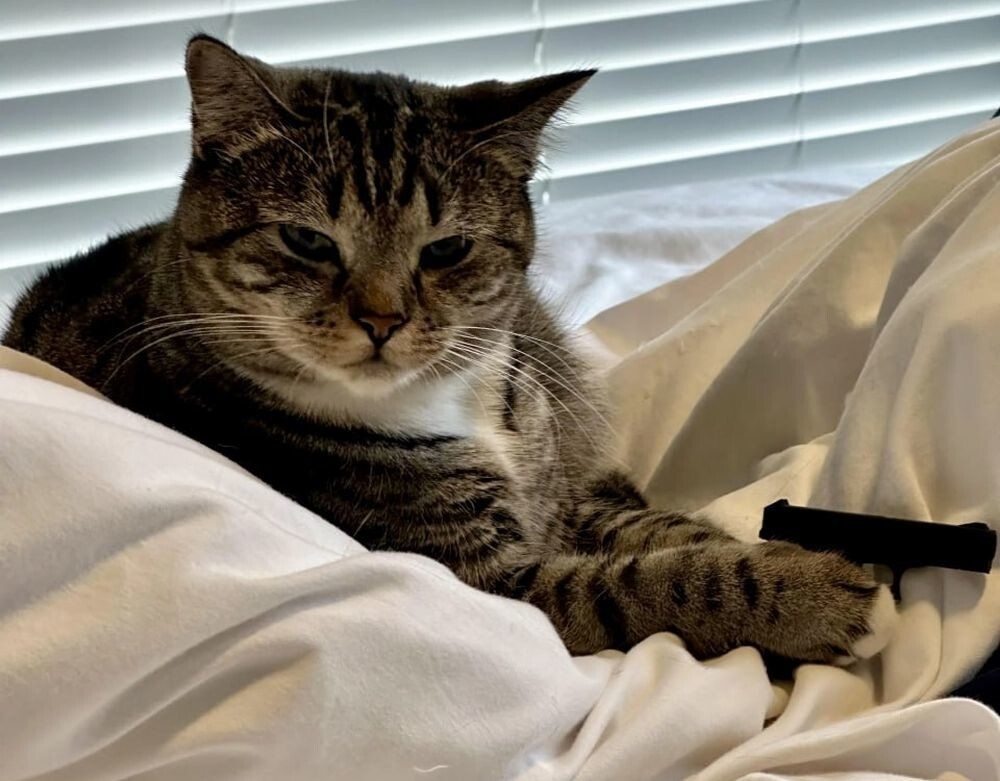 Коту понравился пистолет, напечатанный хозяином
Коту понравился пистолет, напечатанный хозяином