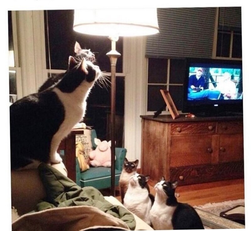 
        20&nbsp;проверенных приёмов кототерапии, которые избавят от&nbsp;стресса и&nbsp;подарят заряд энергии    