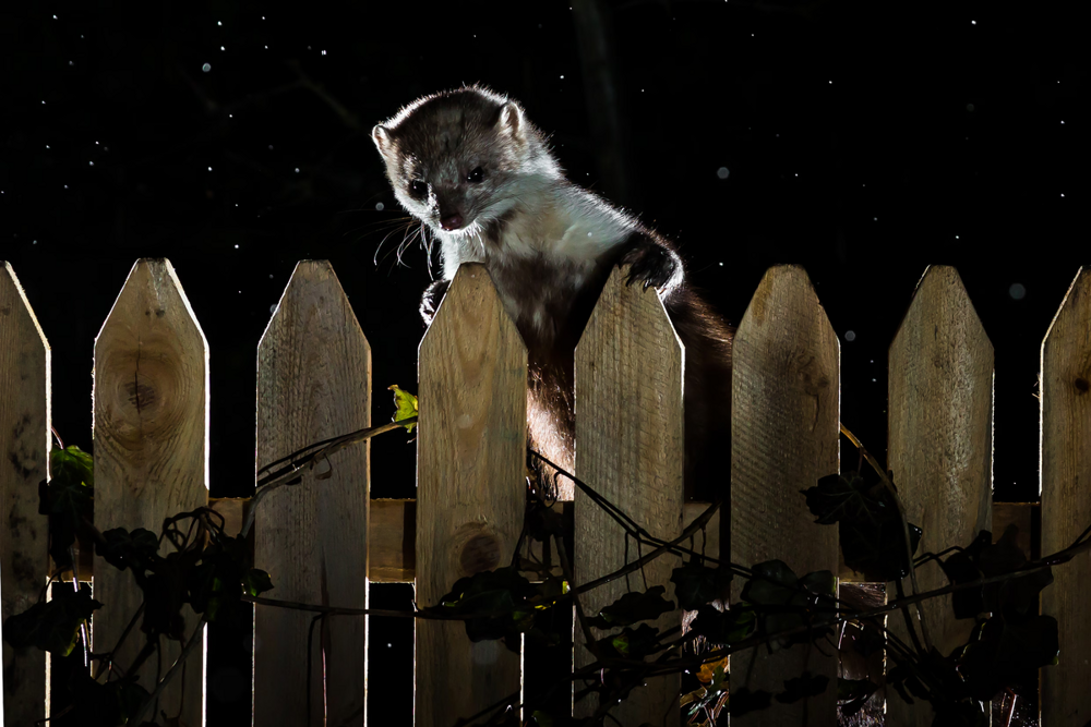 
        Каменная куница: почему обычные куры в&nbsp;сарае вызывают у&nbsp;них&nbsp;психоз?    