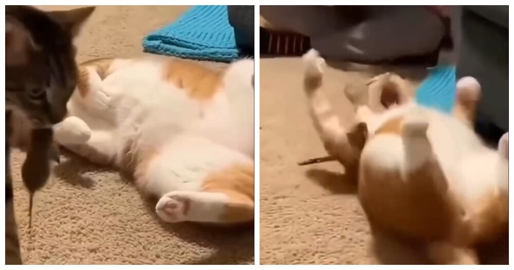 
        Кот&nbsp;&laquo;подставил&raquo; спящую кошку мышкой    