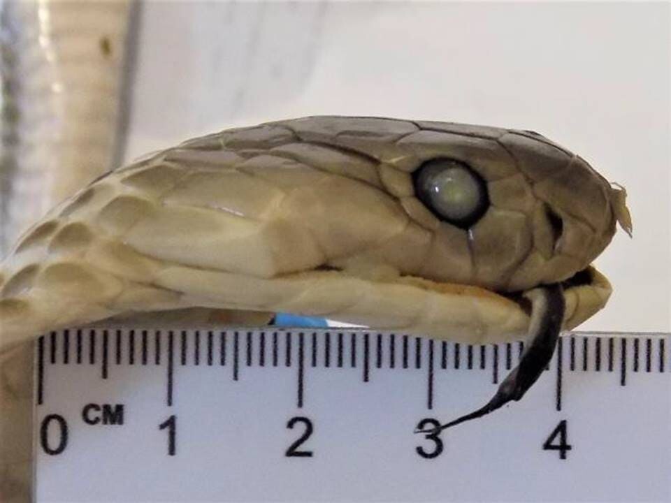 
        Россиянка попыталась ввезти из&nbsp;Вьетнама вино с&nbsp;настоящей коброй внутри    