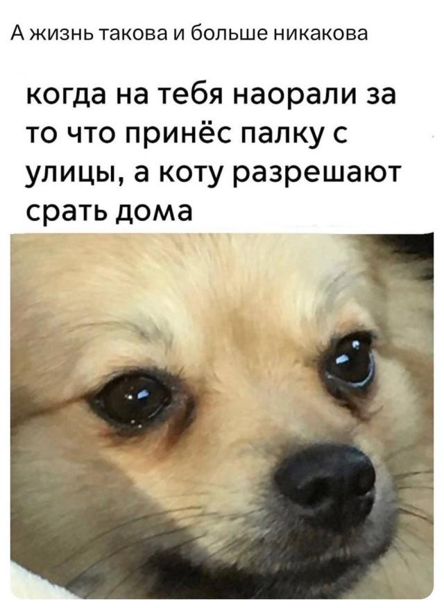Хорошие мемы с хорошими хвостатыми мальчиками