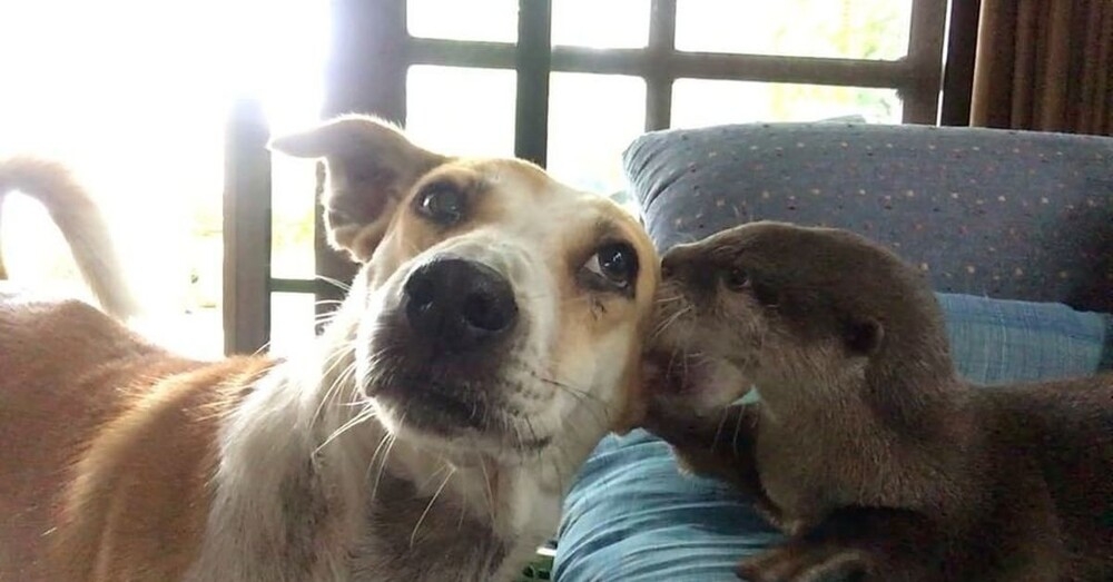 
        20&nbsp;примеров неожиданной, но&nbsp;искренней и&nbsp;крепкой дружбы    