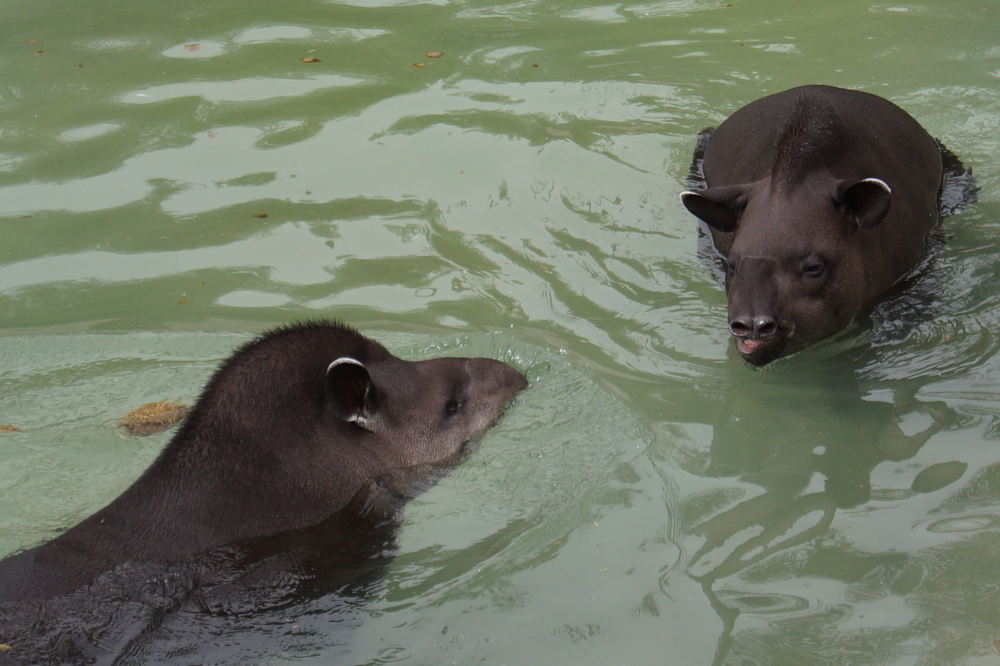 
        Тапир: остановился в&nbsp;развитии и&nbsp;ему&nbsp;хорошо    