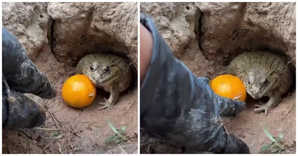 Активная оборона фрукта
Активная оборона фрукта