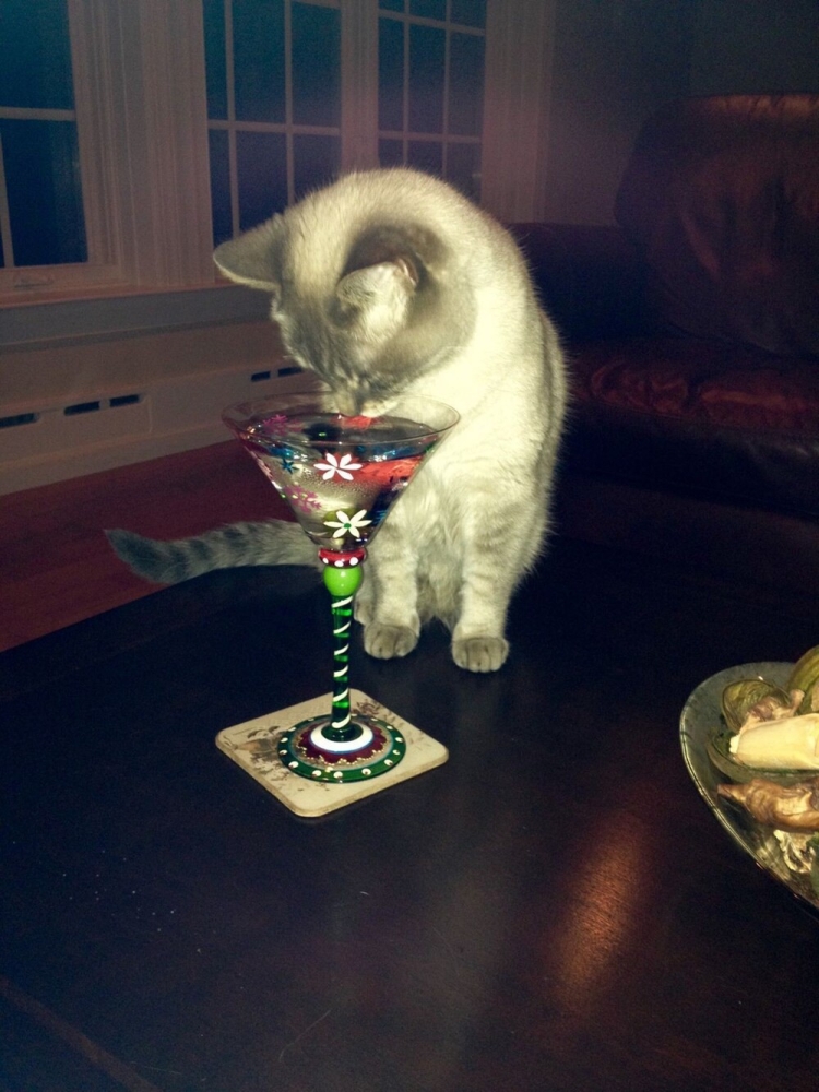 
        20&nbsp;примеров из&nbsp;жизни пушистых в&nbsp;стиле котакшери-лакшери    