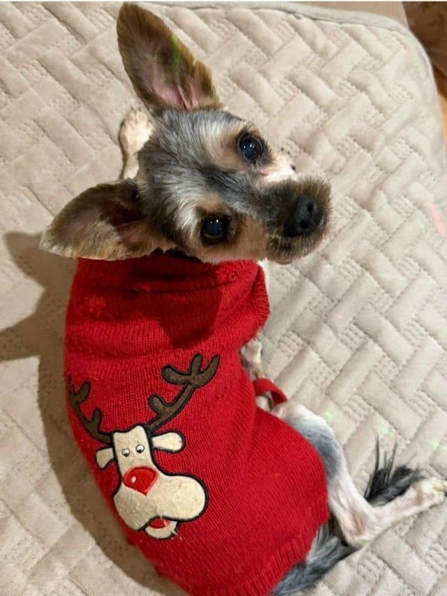 Бойцовые собаки насмерть загрызли домашнего питомца на глазах у хозяйки
Бойцовые собаки насмерть загрызли домашнего питомца на глазах у хозяйки