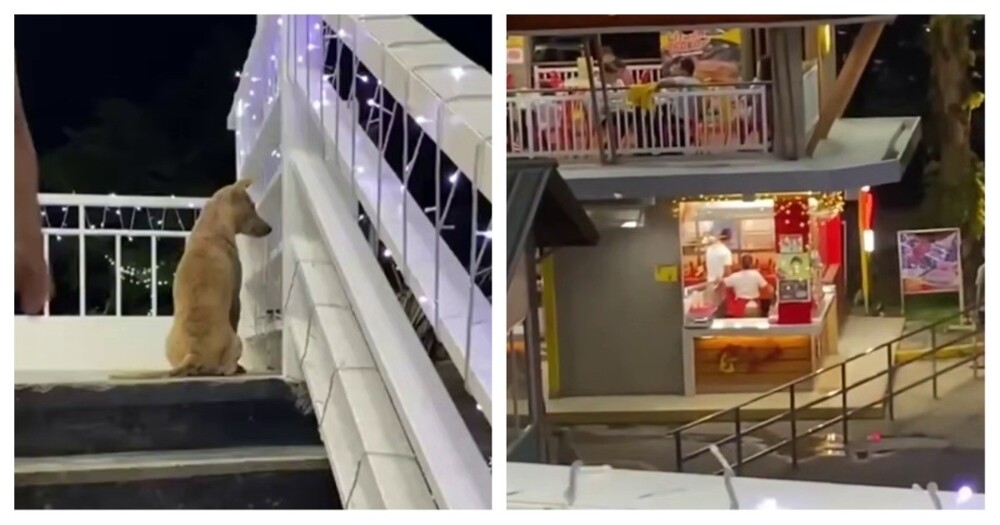 
        Парень порадовал голодного пса    