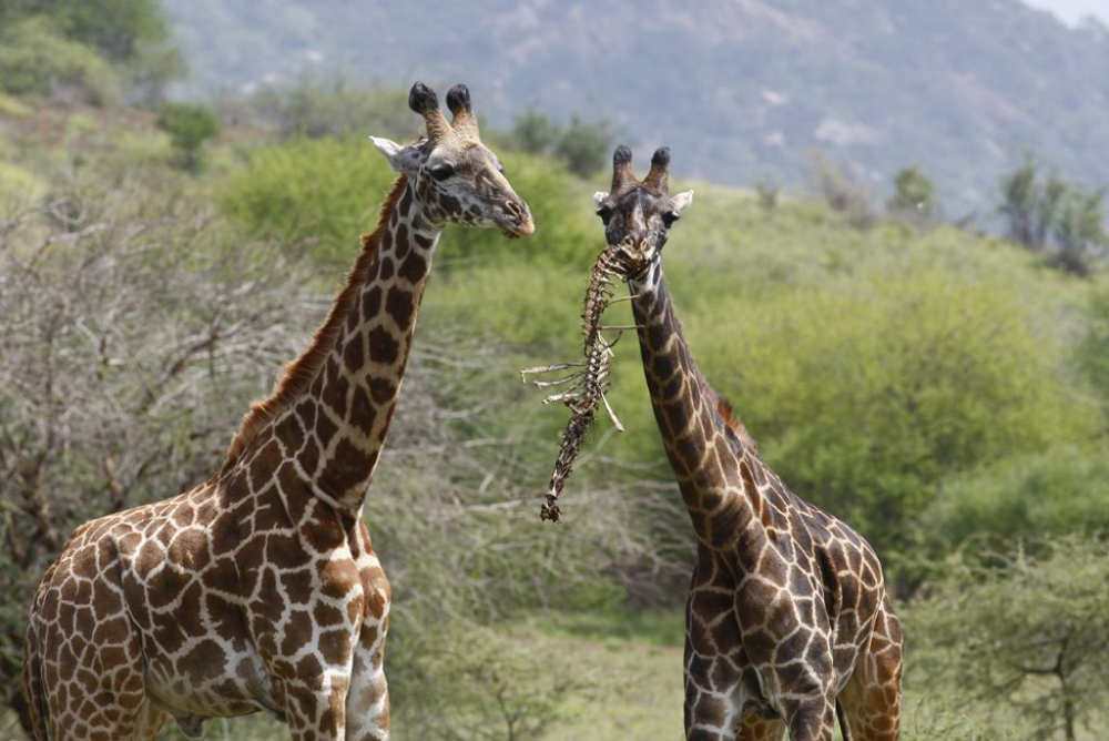 
        Жираф: 5&nbsp;секретов гиганта    