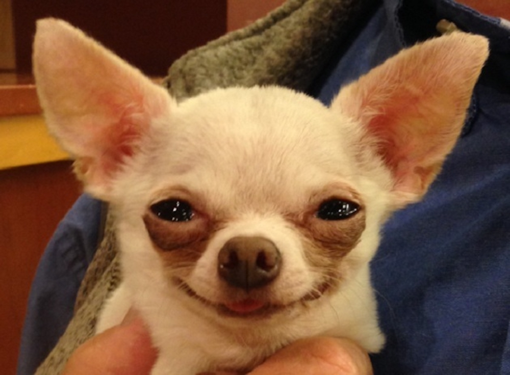 Топ психически нездоровых пород
Топ психически нездоровых пород