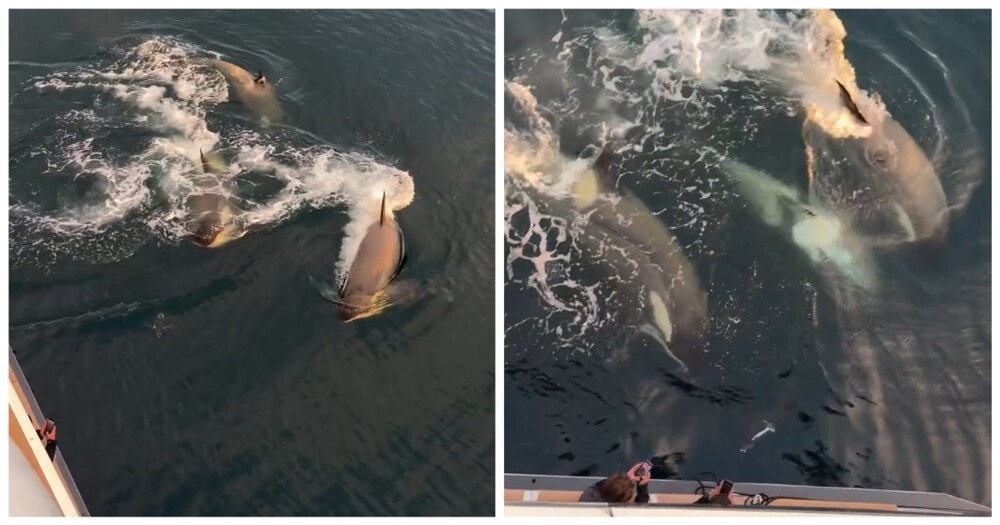 
        Охота косаток на&nbsp;пингвина попала на&nbsp;видео    