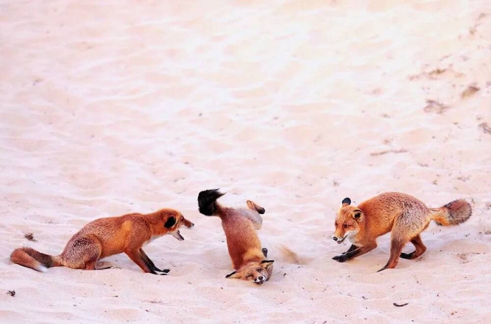 
        Снимок танцующего детёныша гориллы победил на&nbsp;конкурсе самых забавных фото животных    