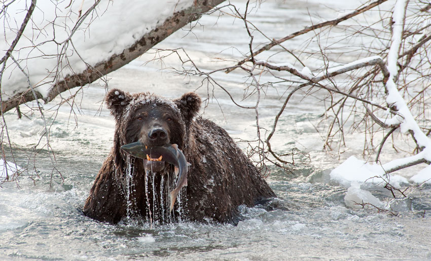Медведи, которые не входят в спячку по своей воле
Медведи, которые не входят в спячку по своей воле