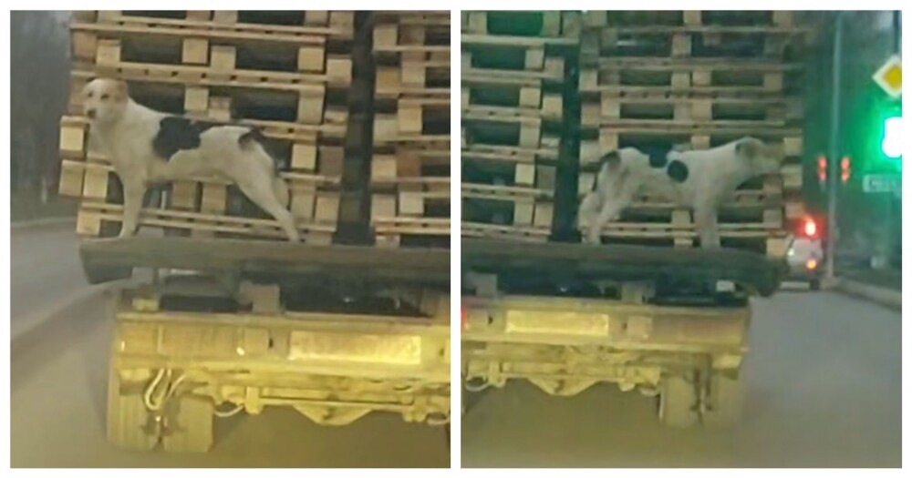 Собаку-зацепера заметили в Подмосковье
Собаку-зацепера заметили в Подмосковье