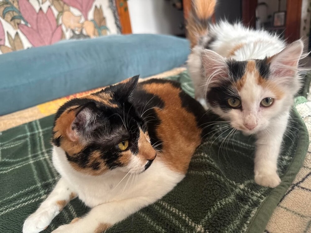 
        20&nbsp;пушистых примеров наполнения нашей жизни глубоким смыслом    