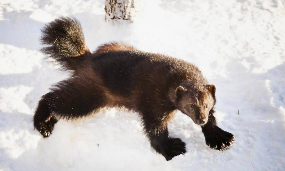 
        Росомаха: валит оленей и&nbsp;загоняет медведя на&nbsp;дерево    