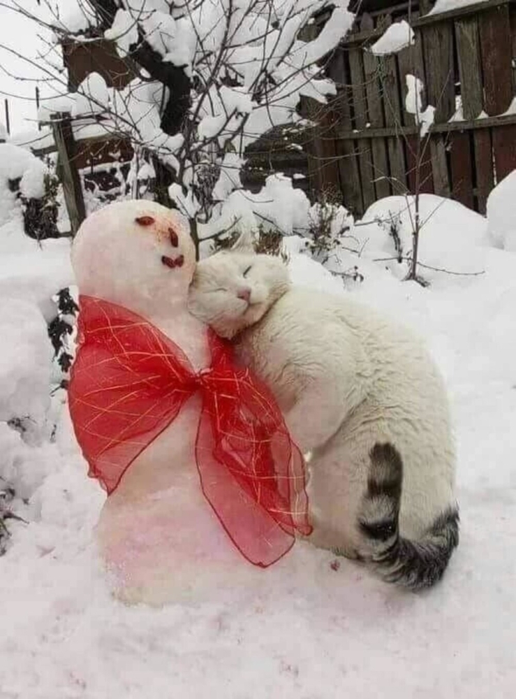 
        25&nbsp;примеров трогательного знакомства домашних питомцев с&nbsp;милыми снеговиками и&nbsp;собственными снежными копиями    