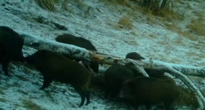 Колоритные сцены из жизни кабанов
Колоритные сцены из жизни кабанов