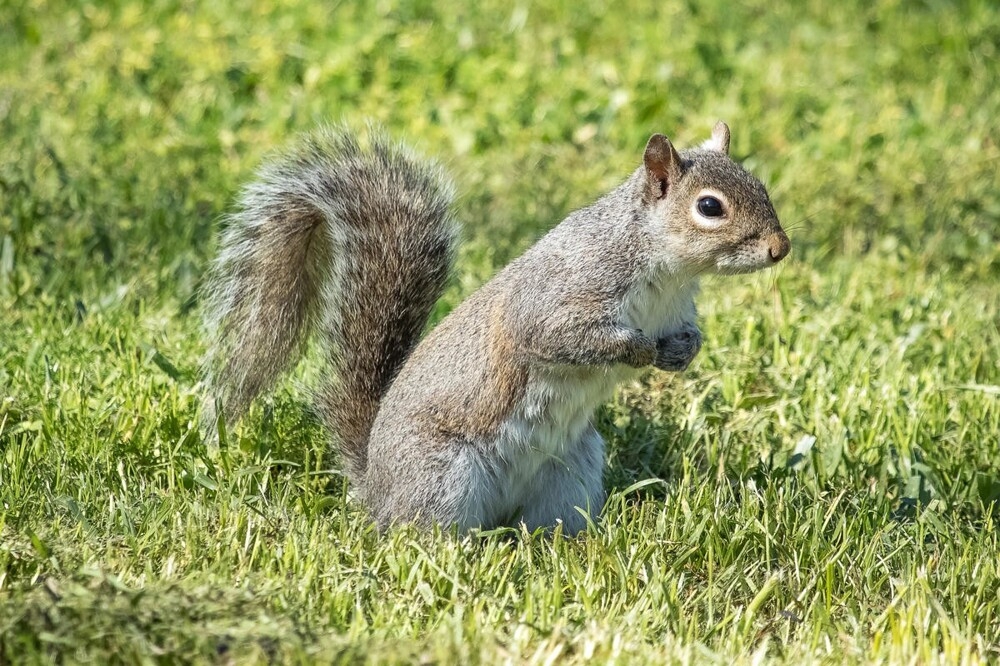 
        В&nbsp;мире животных. Белки    