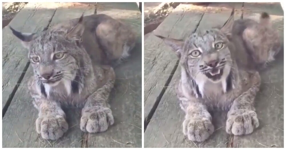 
        Грозное рысиное мяу    