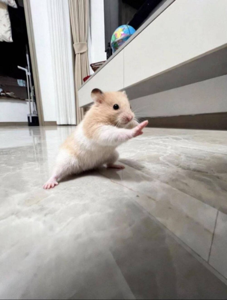 
        Кунг-фу хомяк прославился в&nbsp;сети    