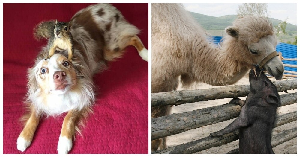 
        20&nbsp;примеров неожиданной, но&nbsp;искренней и&nbsp;крепкой дружбы    