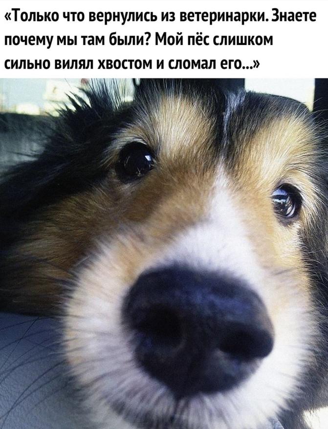 Хорошие мемы с хорошими хвостатыми мальчиками