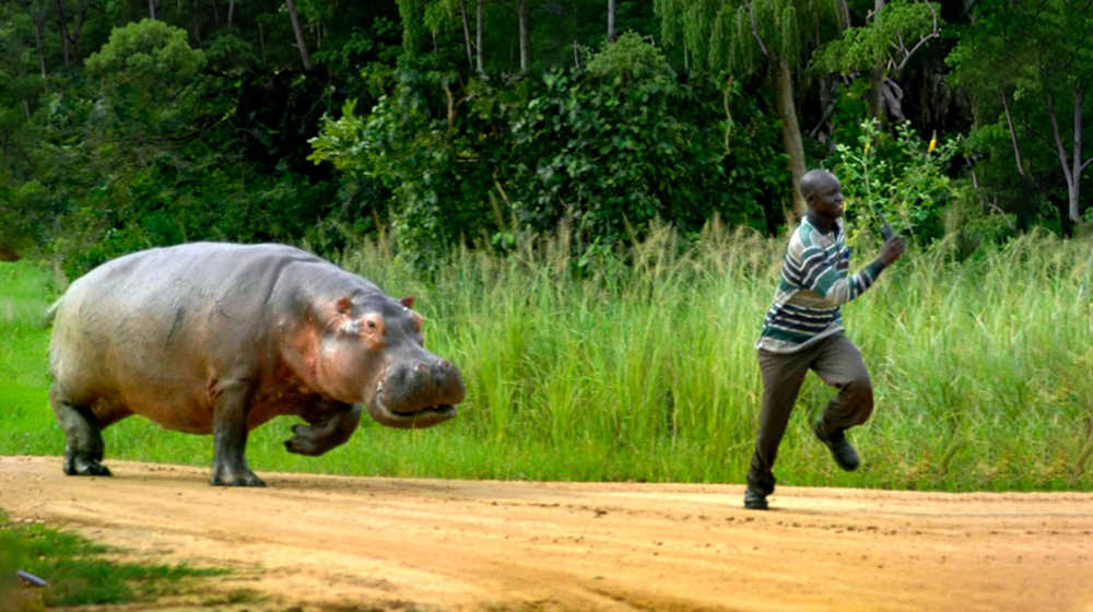 
        Бегемот: потеет &laquo;кровью&raquo;, охотится на&nbsp;крокодилов и&nbsp;не&nbsp;умеет плавать    