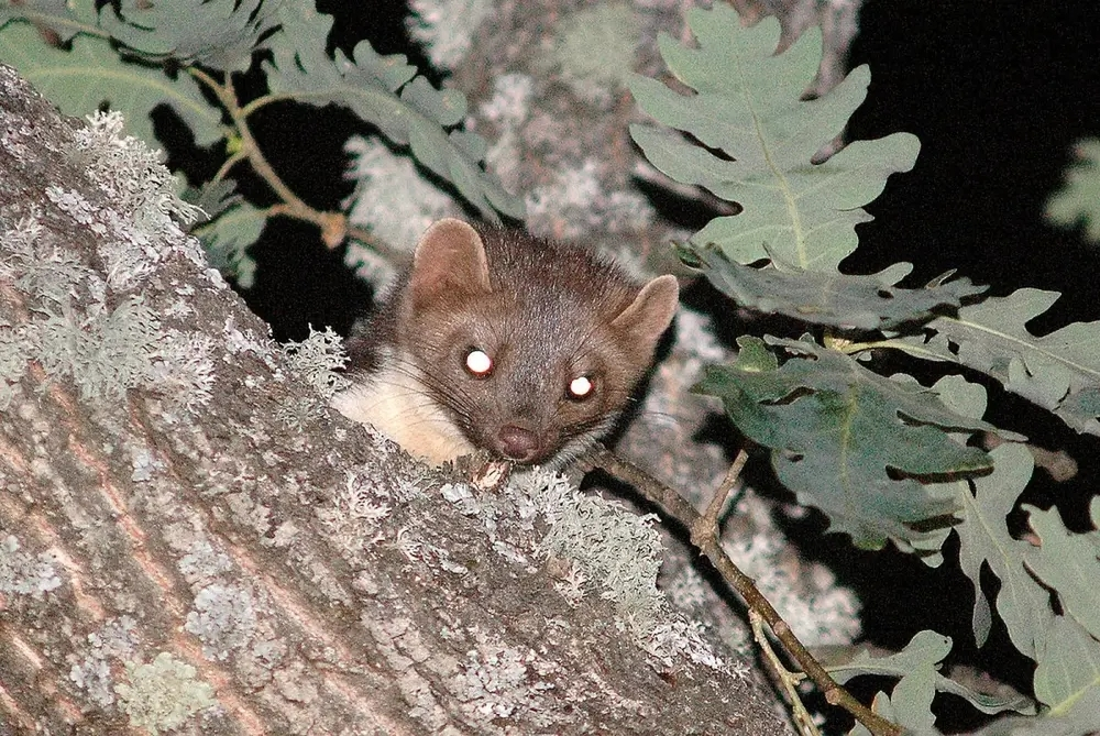 
        Каменная куница: почему обычные куры в&nbsp;сарае вызывают у&nbsp;них&nbsp;психоз?    